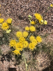 Bahieae