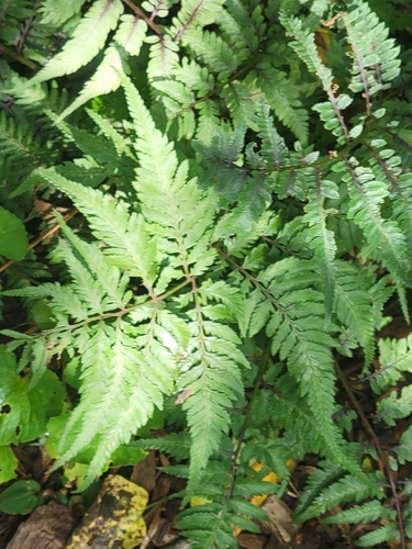 Japanese painted fern