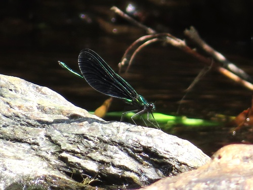 Ebony Jewelwing