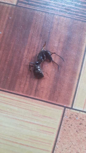 African stink ant