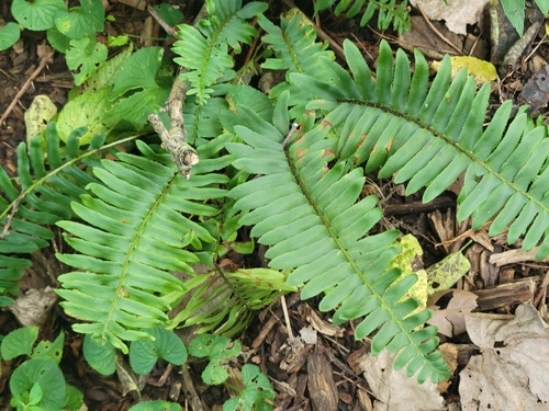 Christmas fern