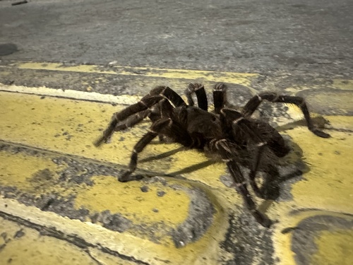 Brazilian Salmon Pink Tarantula