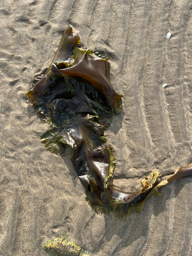 Sugar Kelp
