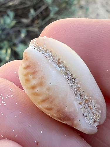 Cypraea nigropunctata, 2026-09-08