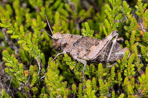 Rattle Grasshopper