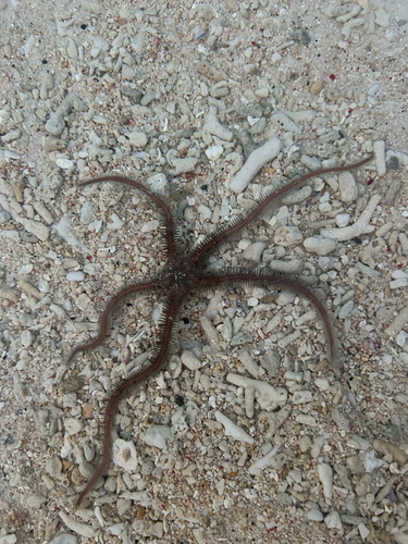 Ophiomastix annulosa observed 2026-09-09