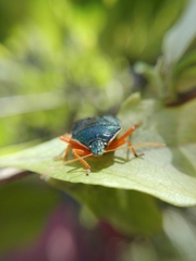 Tynacantha marginata