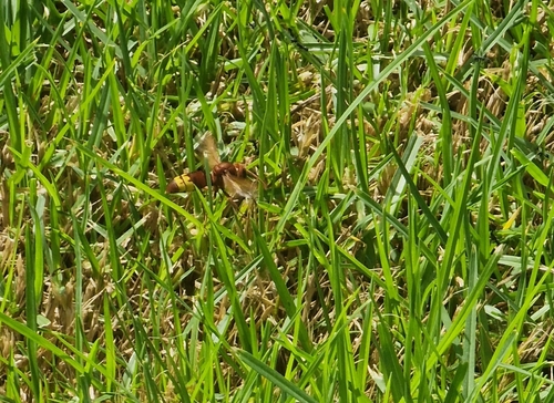 Oriental Hornet