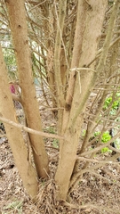 Thuja occidentalis