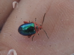 Kuschelina gibbitarsa