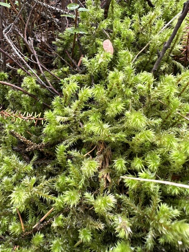 rough goose neck moss