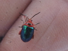 Kuschelina gibbitarsa