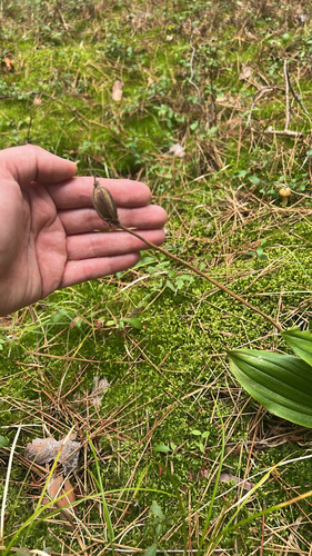 pink lady's slipper
