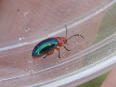 Kuschelina gibbitarsa