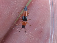 Languria trifasciata