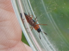 Languria trifasciata