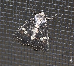 Condica dolorosa