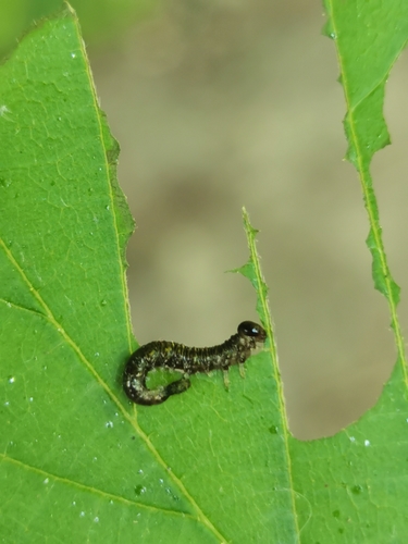 Umber Sawfly