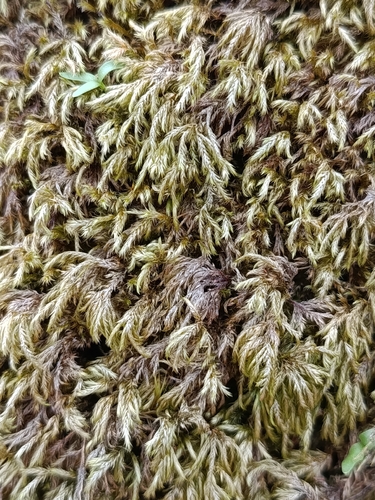 Pseudisothecium myosuroides observed 2026-09-09