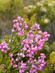 Erica corifolia, photograph (c) Caroline Voget, some rights reserved (CC BY)