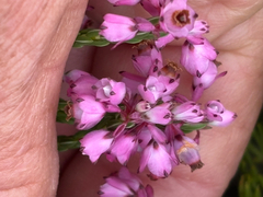 Erica corifolia
