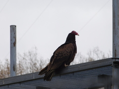Cathartes aura