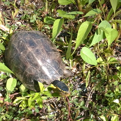 Cuora amboinensis kamaroma