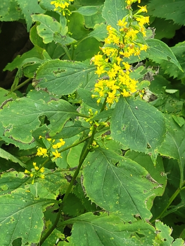 broad-leaved goldenrod