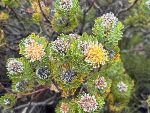 Serruria villosa, photograph 6