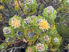 Serruria villosa, photograph (c) Caroline Voget, some rights reserved (CC BY)