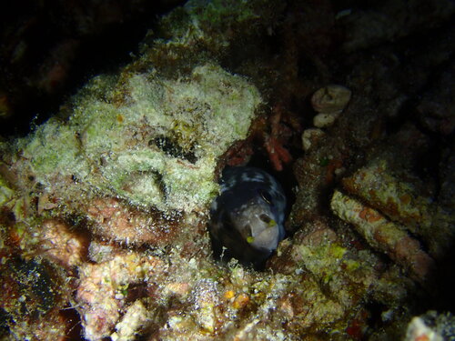 Gymnothorax enigmaticus observed 2026-08-29