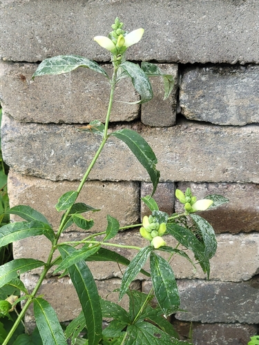 white turtlehead