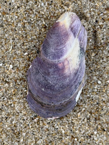 Modiolus areolatus, 2026-09-09