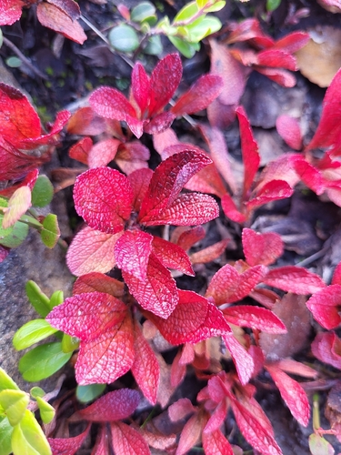 alpine bearberry