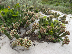 (c) Caroline Voget, some rights reserved (CC BY) Euphorbia caput-medusae, photograph (c) Caroline Voget, some rights reserved (CC BY)