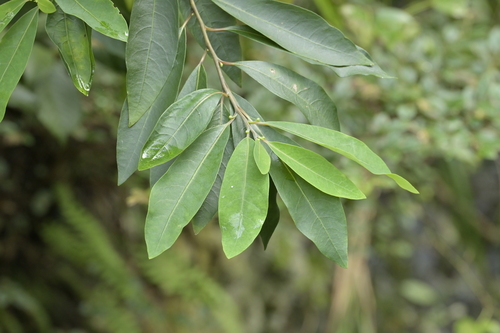 Litsea cubeba observed 2026-09-05