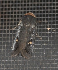 Proteuxoa testaceicollis