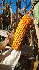 Zea mays, photograph author not stated, no rights reserved