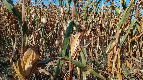 Zea mays, photograph 5