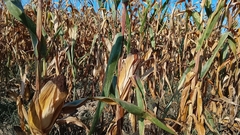 Zea mays, photograph author not stated, no rights reserved