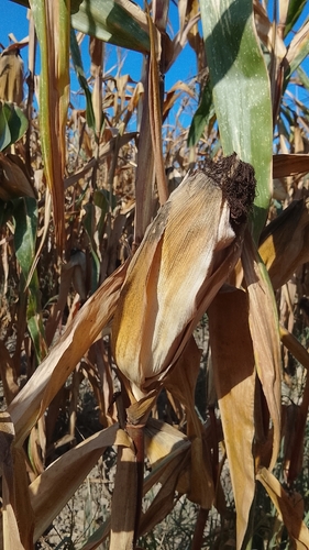 Zea mays, photograph 6