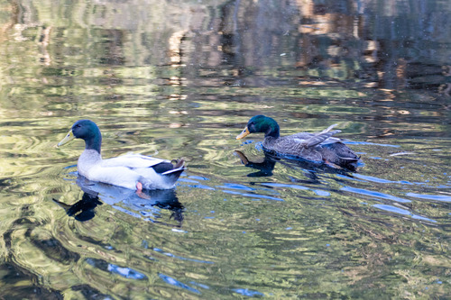 iNaturalist: (c) Ry Beaver, some rights reserved (CC BY-NC), uploaded by Ry Beaver iNaturalist image