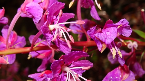 fireweed