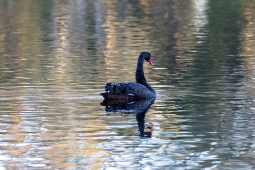 iNaturalist: (c) Ry Beaver, some rights reserved (CC BY-NC), uploaded by Ry Beaver iNaturalist image