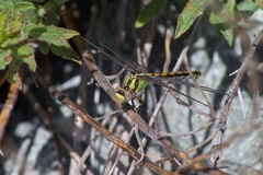 Ophiogomphus bison
