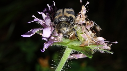 Eurasian Bee Beetle