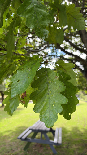 sessile oak