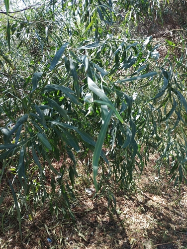 golden wreath wattle