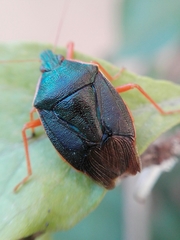 Tynacantha marginata