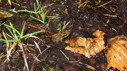 European Common Frog